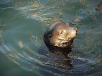 Sea Lion, Newport, OR, bis 450 kg